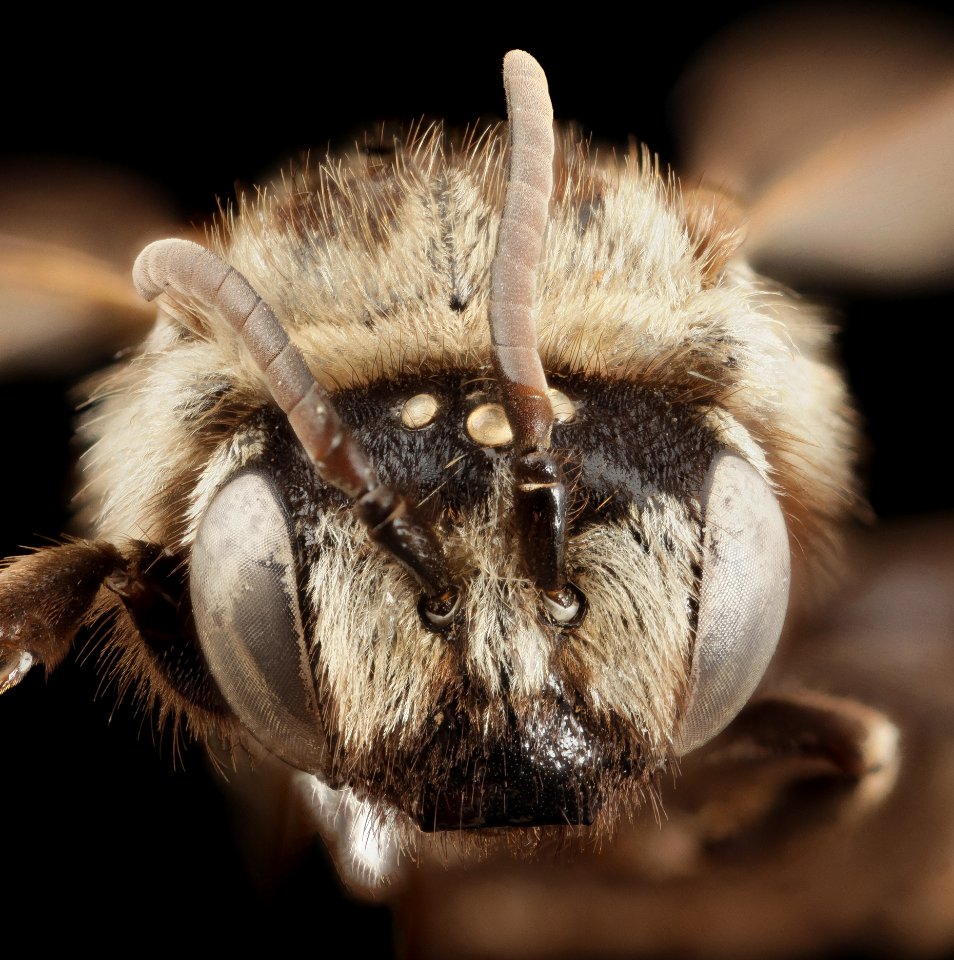 Parepeolus stuardi, f, face, chile 2014-08-06-16.56.30 ZS PMax