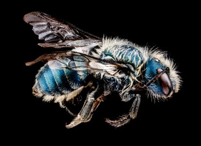 Osmia distincta, side 2012-07-02-17.35.19 ZS PMax