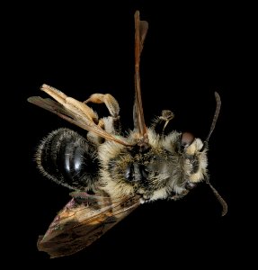 Andrena macoupinensis, f, back, Prince George's Co. Maryland 2019-12-16-19.37.25 ZS PMax UDR-Recovered