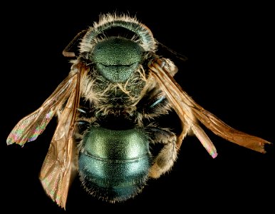 Osmia conjuncta, M, MD, back 2015-11-20-22.19 photo