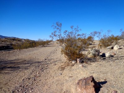 Desert Landscape