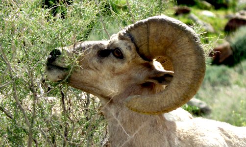 Threatened peninsular bighorn sheep at Anza Borrego Desert State Park photo