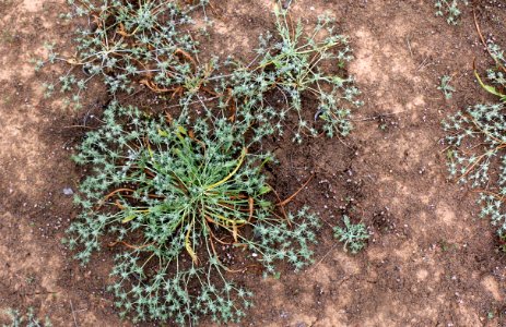 Aerial view of San Diego button-celery plant