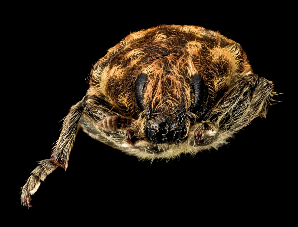 Rhinocyllus, U, face, U 2014-01-17-18.36.44 ZS PMax