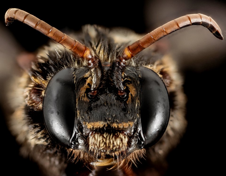 Mesoplia aff rufipes, F, Face, Puerto Rico, Boqueron 2014-09-26-09.36.28 ZS PMax