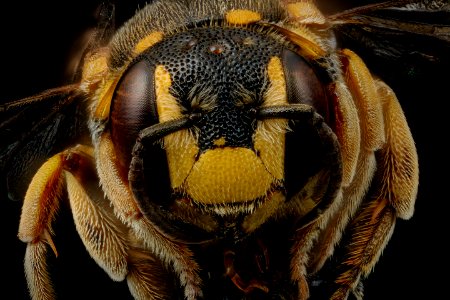 Dianthidium simile, m, face, Caroline Co., VA 2018-06-19-20.16.40 ZS PMax UDR