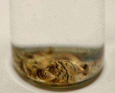 Zebra Mussels