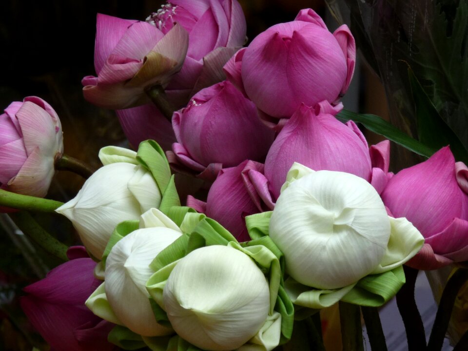Violet exotic aquatic plant