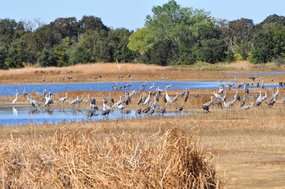 Flock of sandhill cranes