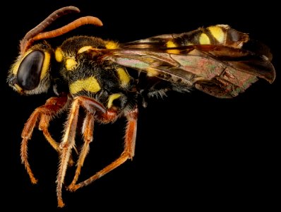 Nomada krugii, F, side, Dominican Republic, La Ve jarabacoa 2012-12-05-14.39.52 ZS PMax