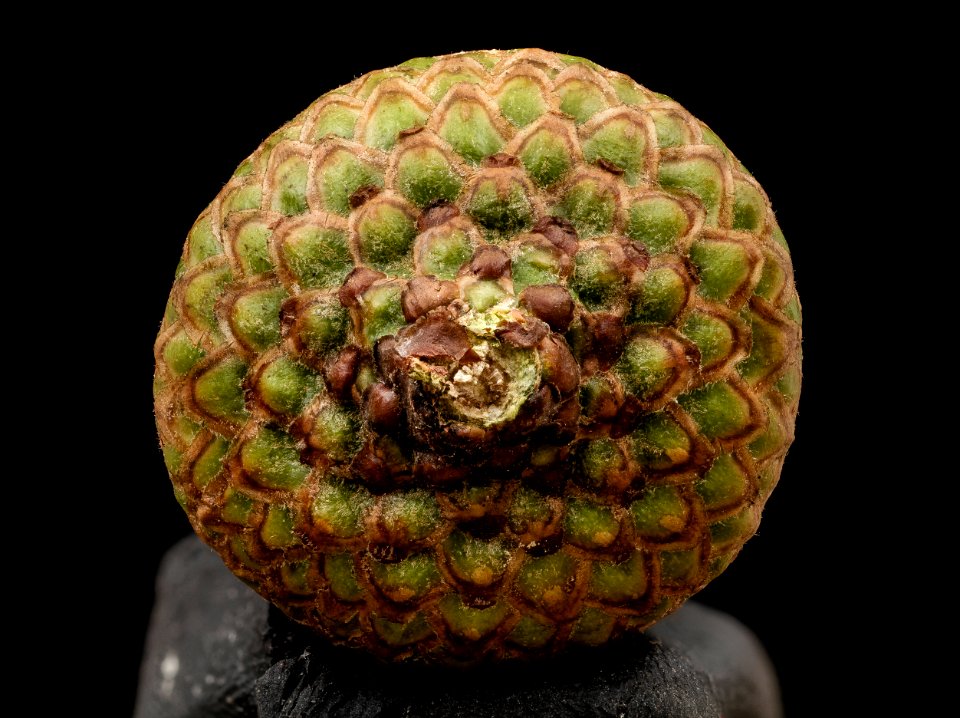 Quercus rubrum, acorn cap, ontario 2014-08-08-10.51.08 ZS PMax