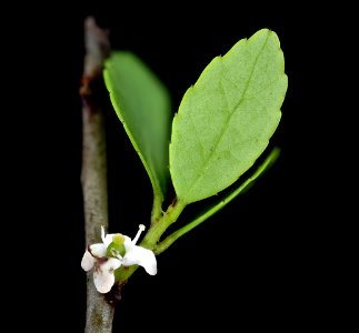 Ilex vomitoria 2, Yaupon Holly, pistillate flowers, Green Farmacy Garden, Fulton, Md, Helen Lowe Metzman 2019-10-23-17.10.50 ZS PMax UDR