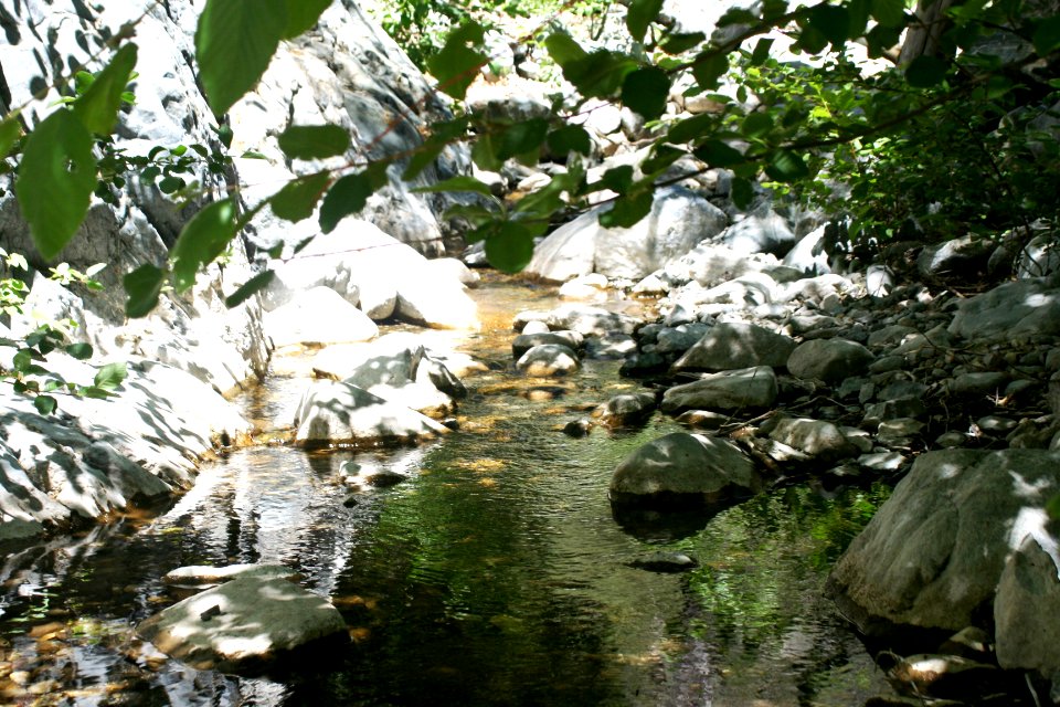 Mountain yellow-legged frog habitat