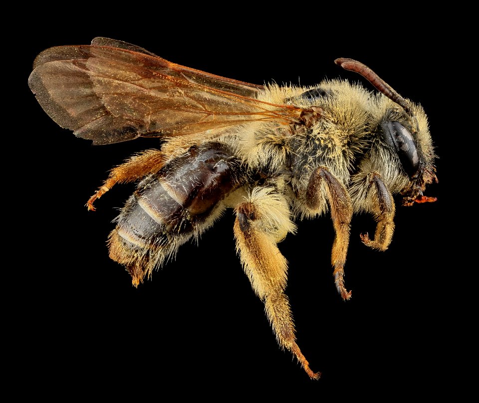 Andrena barbilabris, U, Side, PG county, MD 2013-07-12-15.27.14 ZS PMax