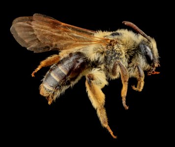 Andrena barbilabris, U, Side, PG county, MD 2013-07-12-15.27.14 ZS PMax photo