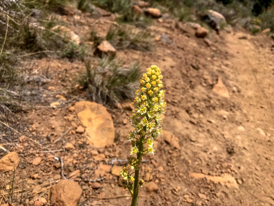 Death camas (Toxicoscordion paniculatum) on hiking trail in Nevada