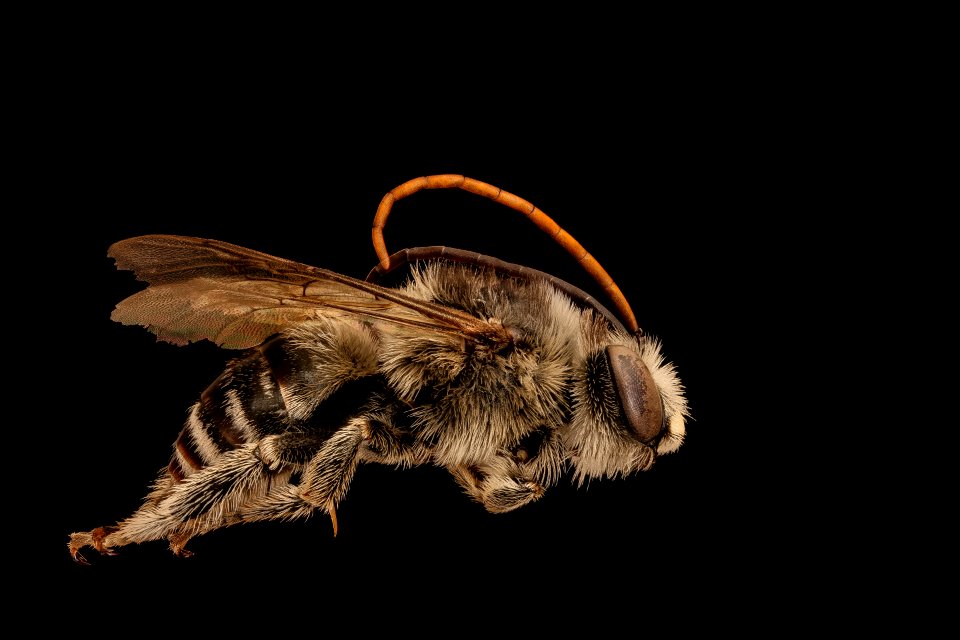 Melissodes denticulata, m, right, Montgomery, MD 2018-11-16-15.12.10 ZS PMax UDR