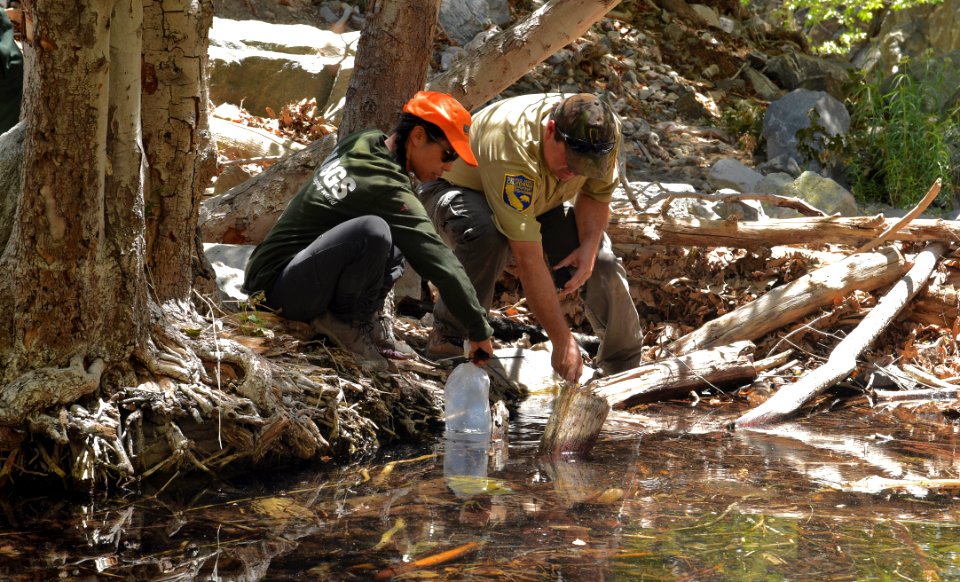 Scientists release tadpoles
