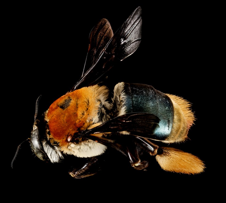 Centris decolorata, F, back, Puerto Rico, St. Isabel 2014-09-29-15.19.38 ZS PMax