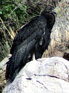 California condor chick #871 near the Devils Gate nest. photo