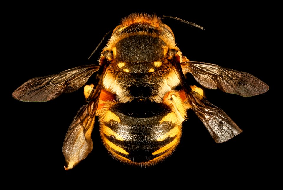 Anthidium manicatum, F, back, MA, Middlesex Co 2015-11-03-16.12.12 ZS PMax UDR
