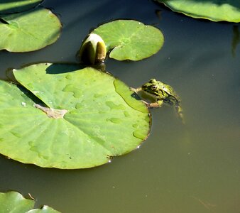 Green croak nature photo