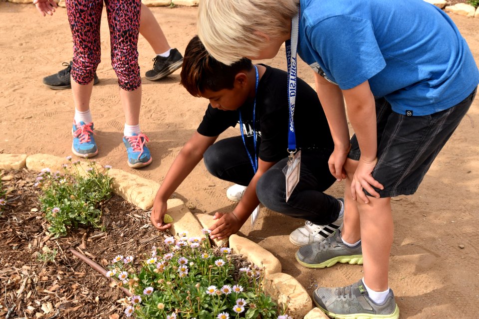 Monarch Butterfly Tagging Event