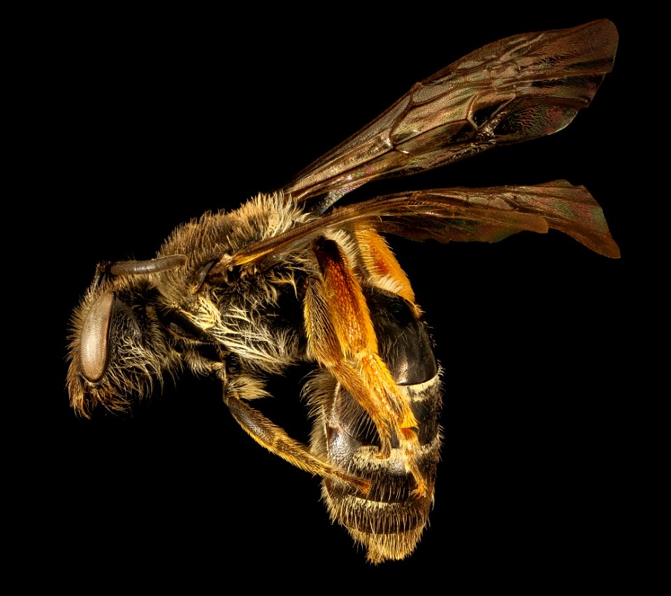 Lasioglossum channelense, f, side, California, Santa Barbara Co 2015-11-24-10.04