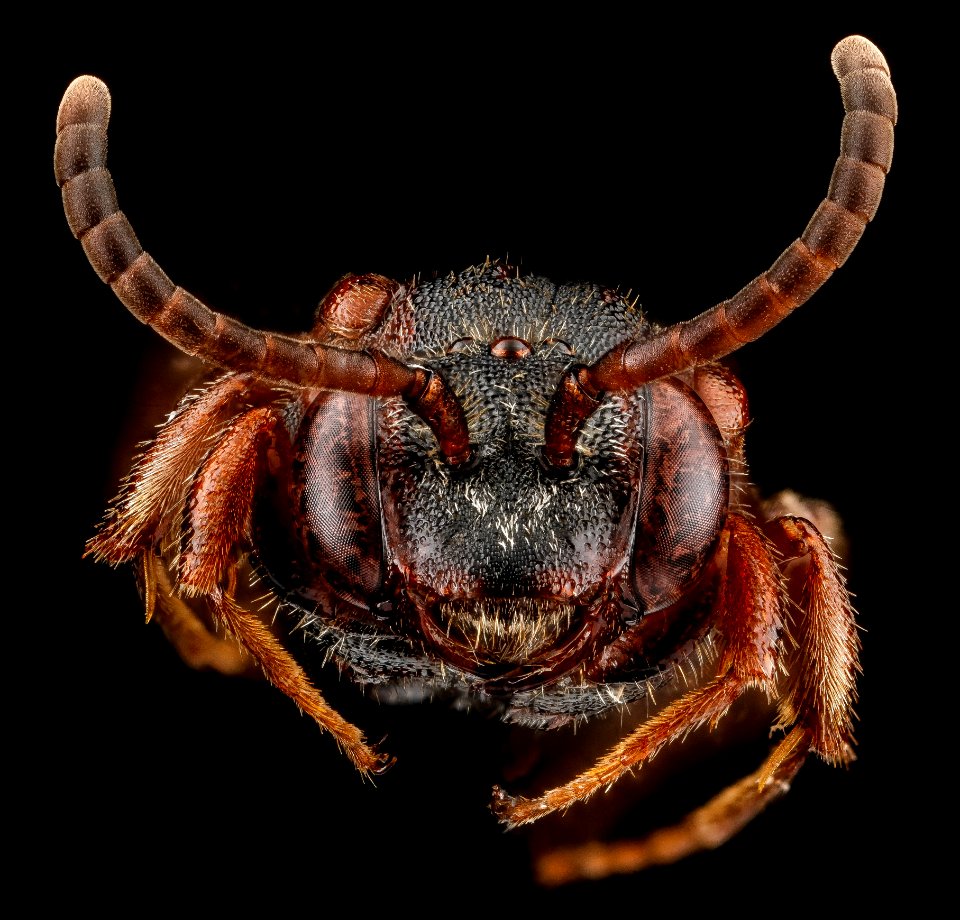 Nomada vicina, U, face, Connecticut, Hartford County 2012-12-14-15.04.46 ZS PMax