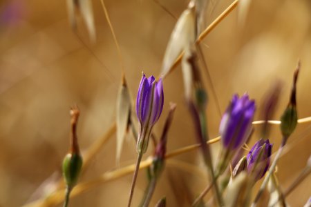 Thread-leaved brodiaea waking up in the morning photo
