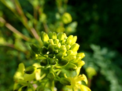 FLORES DE LA RIBERA DEL DUERO VALLADOLID
