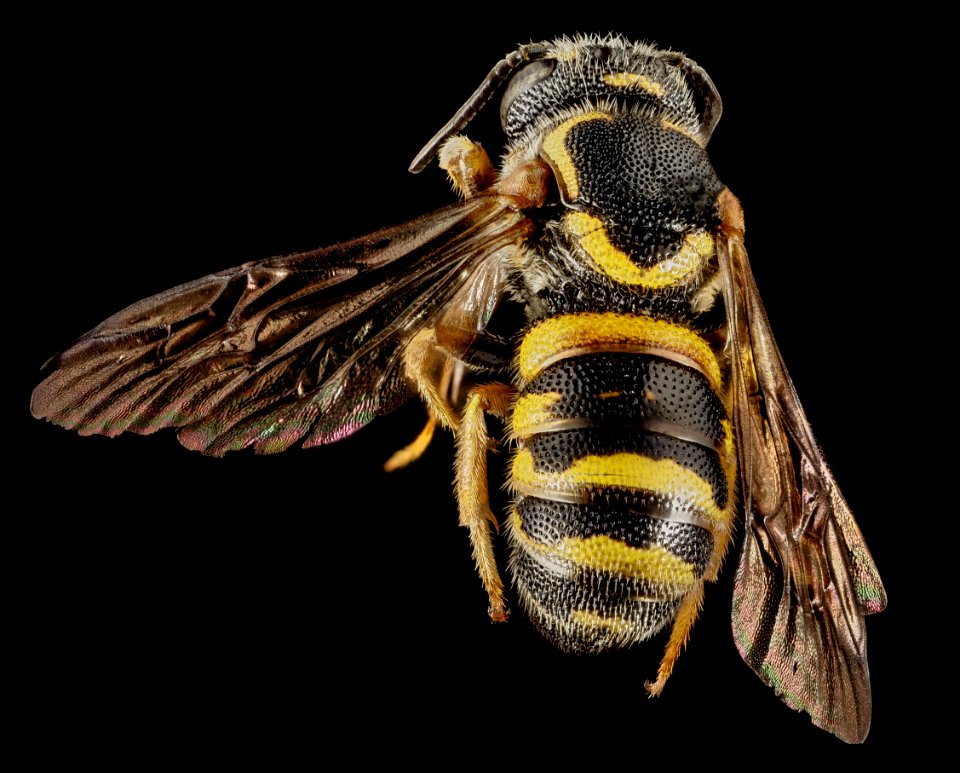 Stelis costalis, M, Back, GA, Baker County 2015-01-09-15.24.17 ZS PMax