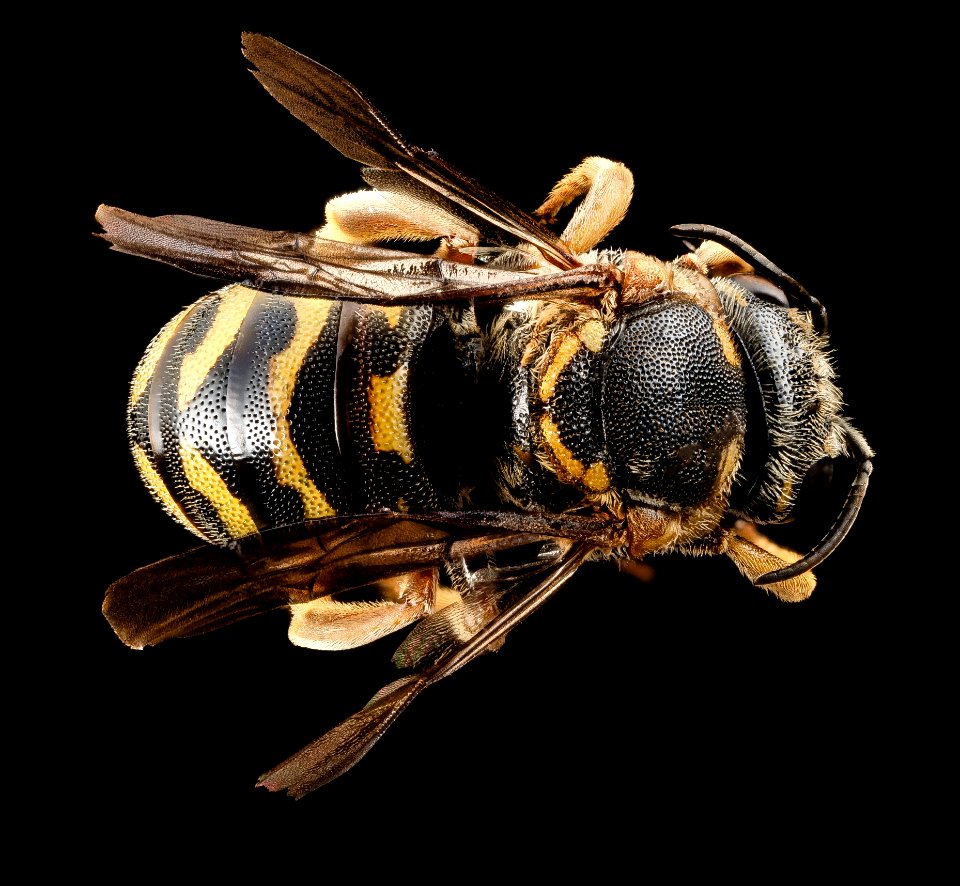 Dianthidium curvatum, m, GA, baker, back 2015-01-08-09.35.02 ZS PMax