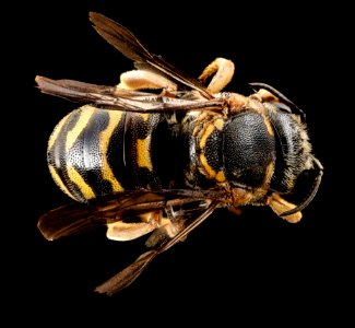 Dianthidium curvatum, m, GA, baker, back 2015-01-08-09.35.02 ZS PMax