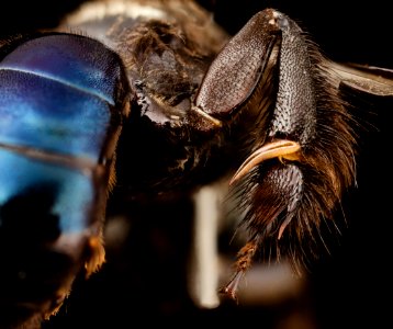 bee 09856e08,m, thailand, tool 2014-08-09-12.06.33 ZS PMax photo