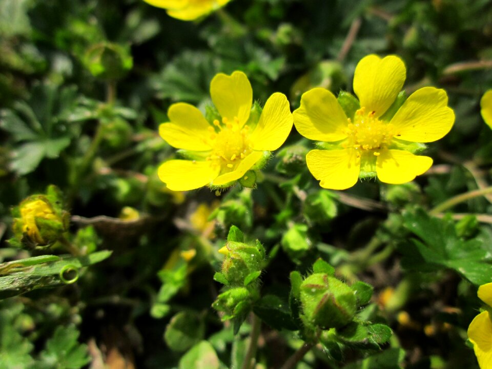 Wildflower flora inflorescence