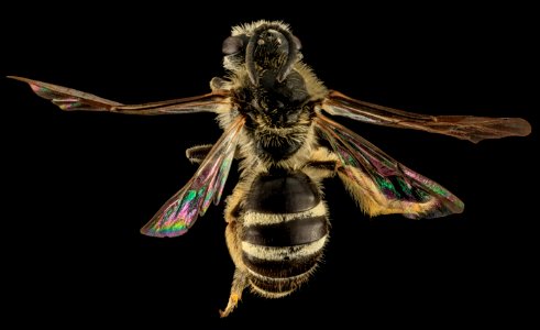 Lasioglossum heterorhinum, F, Back, UT, Garfield County 2014-05-09-16.12.02 ZS PMax photo