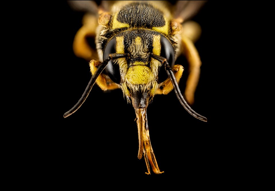 Paranthidium jugatorium, m, ga, baker, face 2015-01-08-17.07.20 ZS PMax