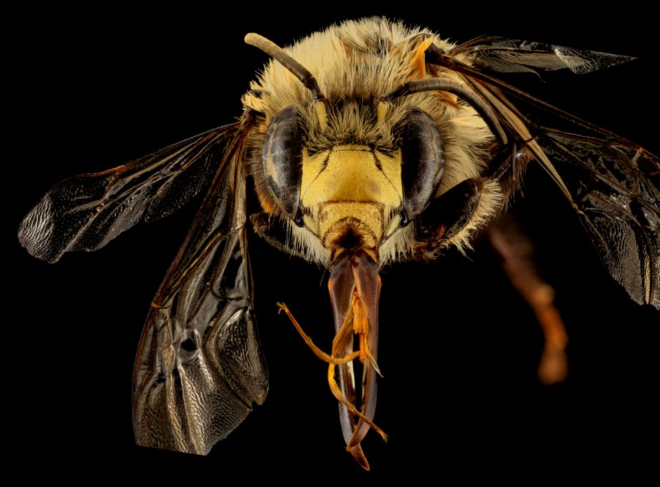 Anthophora abrupta, M, Face,PG county, MD 2014-01-30-10.24.02 ZS PMax