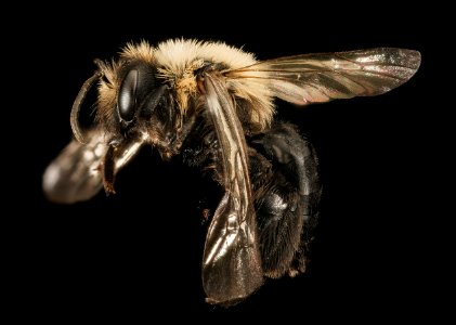 Andrena carlini, f, side, Cecil Co. Maryland 2016-03-29-14.33