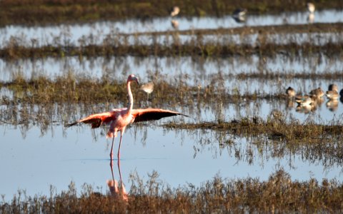 Flamingo Flap - 3