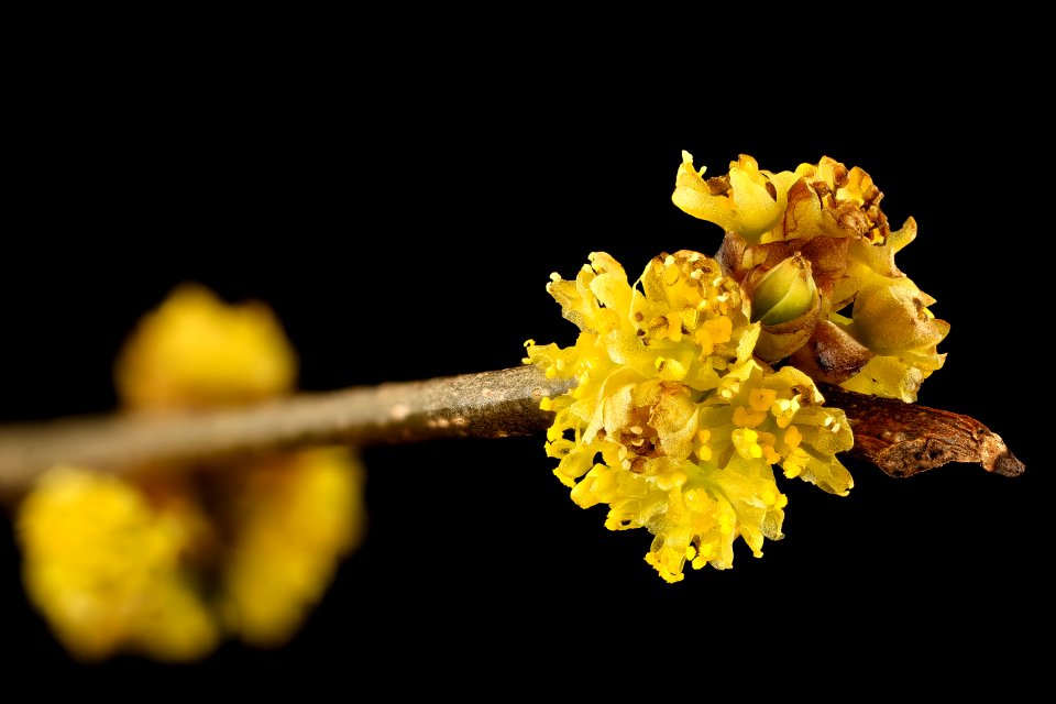 Lindera benzoin 2, Spicebush, Howard County, MD, Helen Lowe Metzman 2017-03-24-16.35