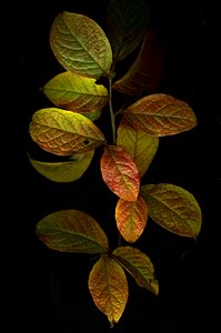 Foliage black leaf black leaves