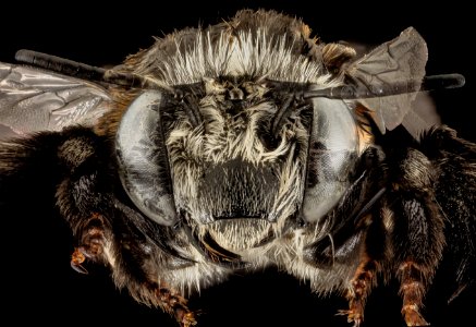 Anthophora tricolor, F, Face, Puerto Rico, Yauco 2014-09-26-10.56.19 ZS PMax