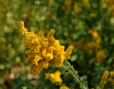 Goldenrod photo