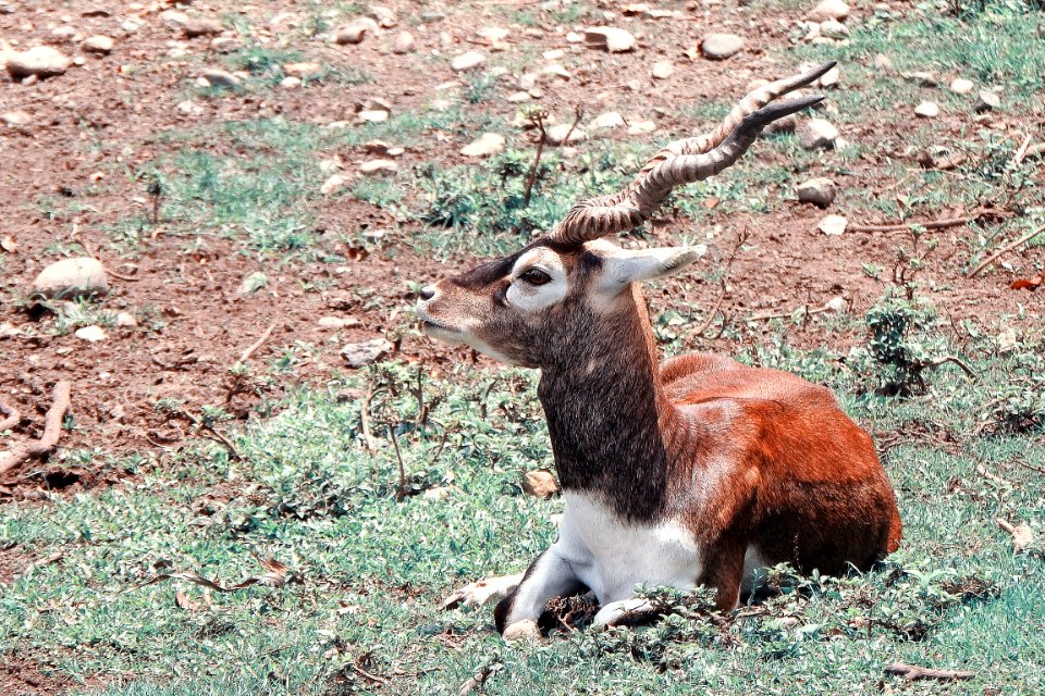Antilope cervicapra