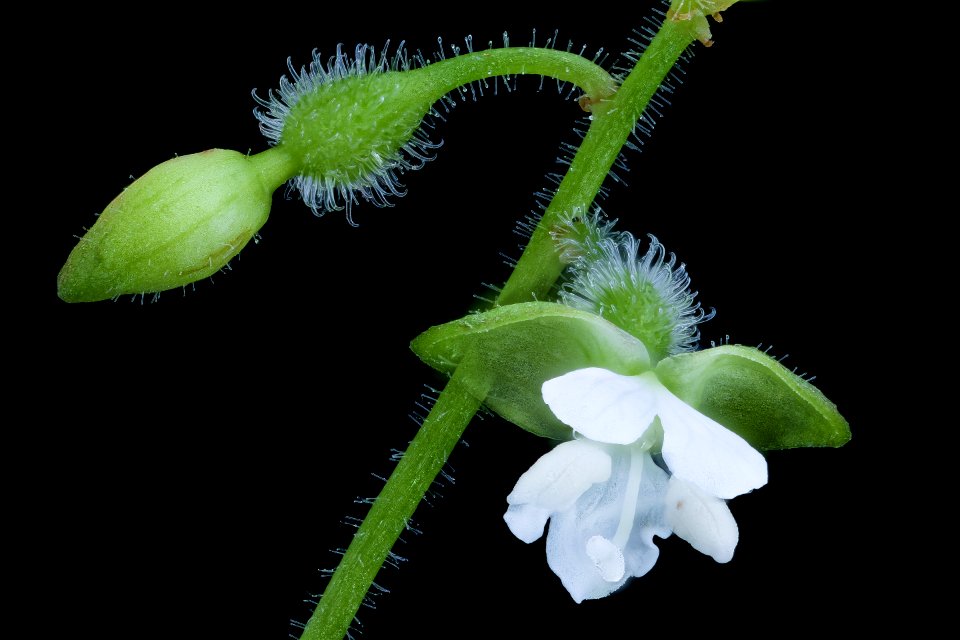 Circaea quadrisulcata 2, Enchanter's Nightshade, Howard County, Md, Helen Lowe Metzman 2019-10-23-13.58.25 ZS PMax UDR