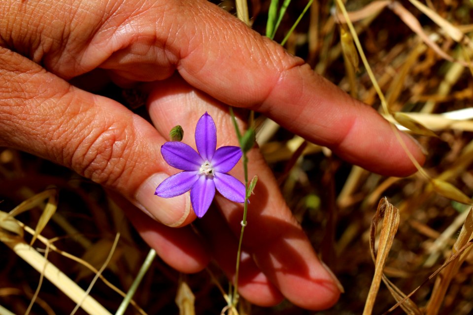 Thread-leaved brodiaea in San Diego County, CA