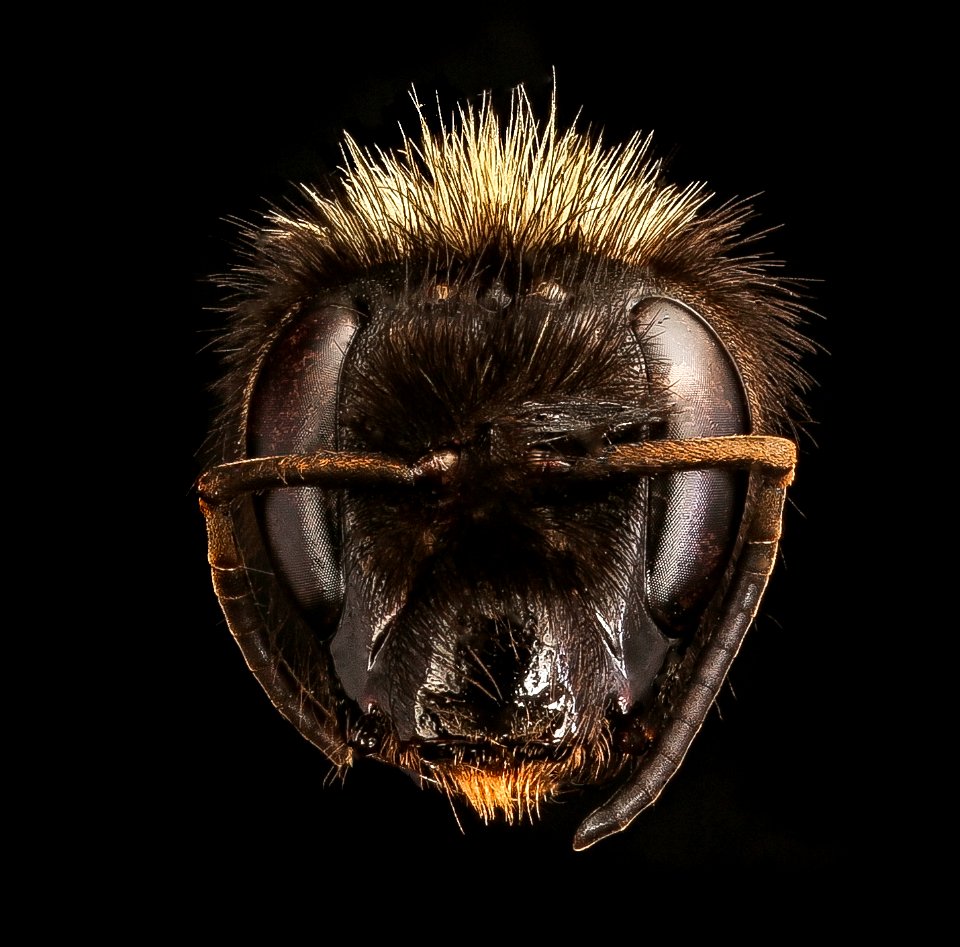 Bombus bimaculatus, f, face, PA, Center Co 2017-07-25-13.00