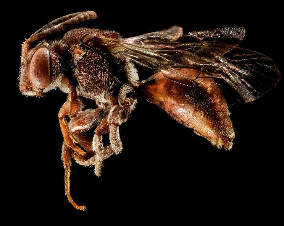 Nomada australis, F, Side, NY, Kings County 2014-05-07-18.38.59 ZS PMax